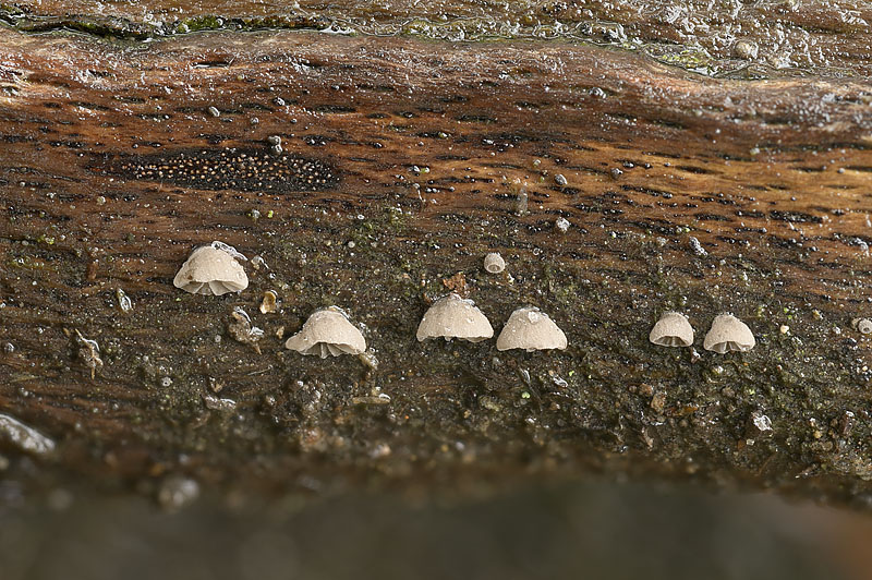 Resupinatus europaeus